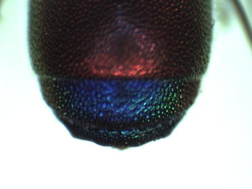 Réf. 296 547 : Chrysis chrysostigma